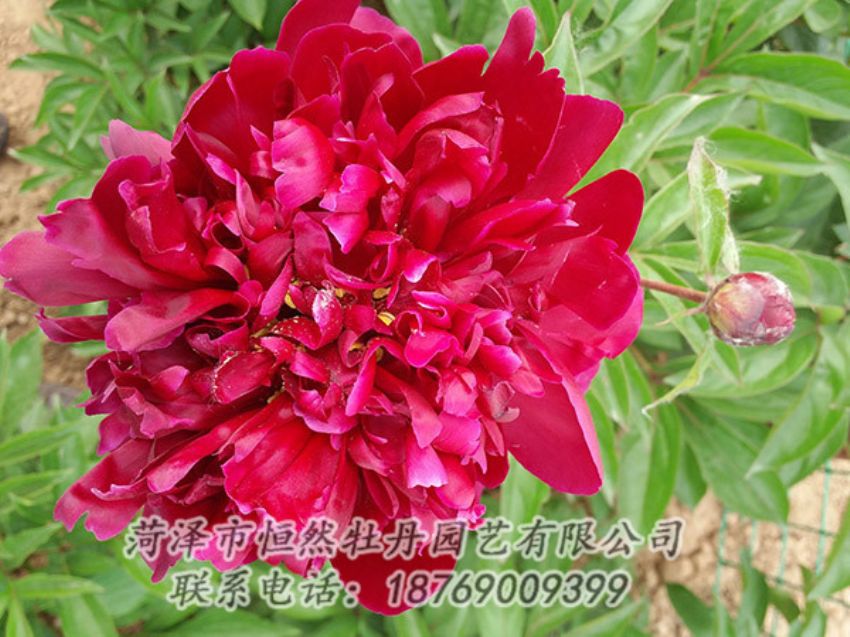 點(diǎn)擊查看詳細(xì)信息<br>標(biāo)題：紅色芍藥 閱讀次數(shù)：981