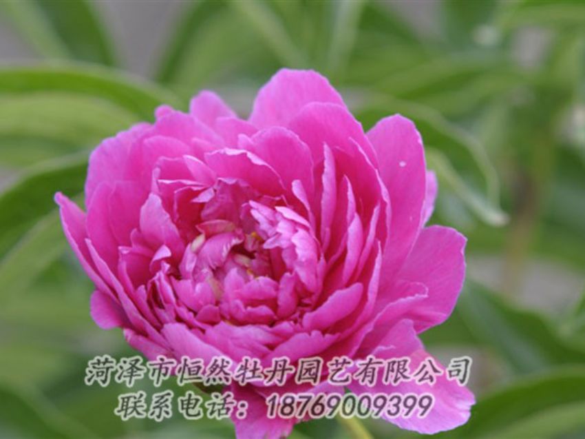 點(diǎn)擊查看詳細(xì)信息<br>標(biāo)題：紅茶花 閱讀次數(shù)：948