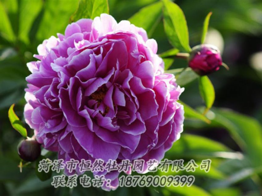 點(diǎn)擊查看詳細(xì)信息<br>標(biāo)題：紫色芍藥 閱讀次數(shù)：1146