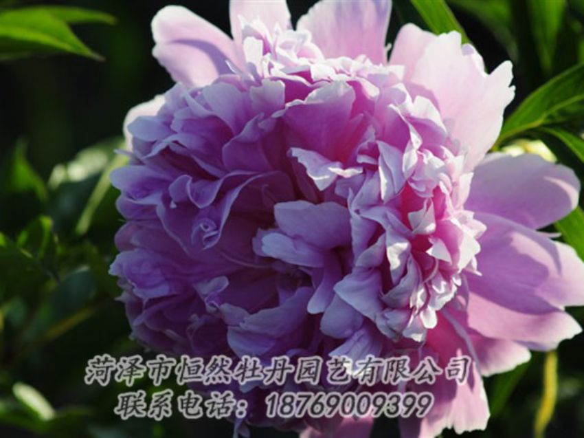 點(diǎn)擊查看詳細(xì)信息<br>標(biāo)題：藍(lán)菊 閱讀次數(shù)：1134