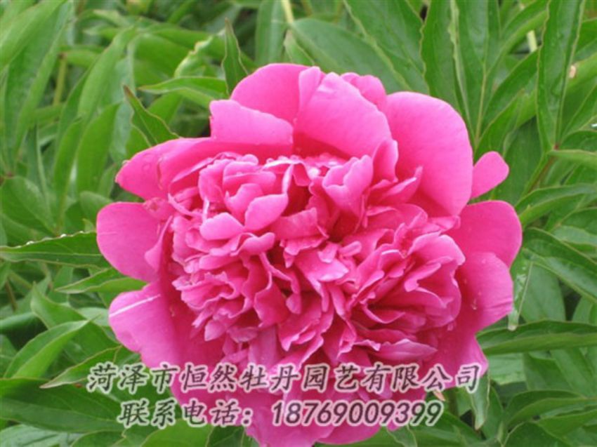 點(diǎn)擊查看詳細(xì)信息<br>標(biāo)題：永生紅 閱讀次數(shù)：962